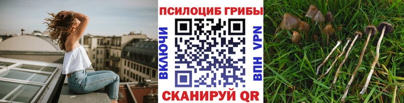 Псилоцибиновые грибы прущие грибы  магазин продажи   Каргополь 